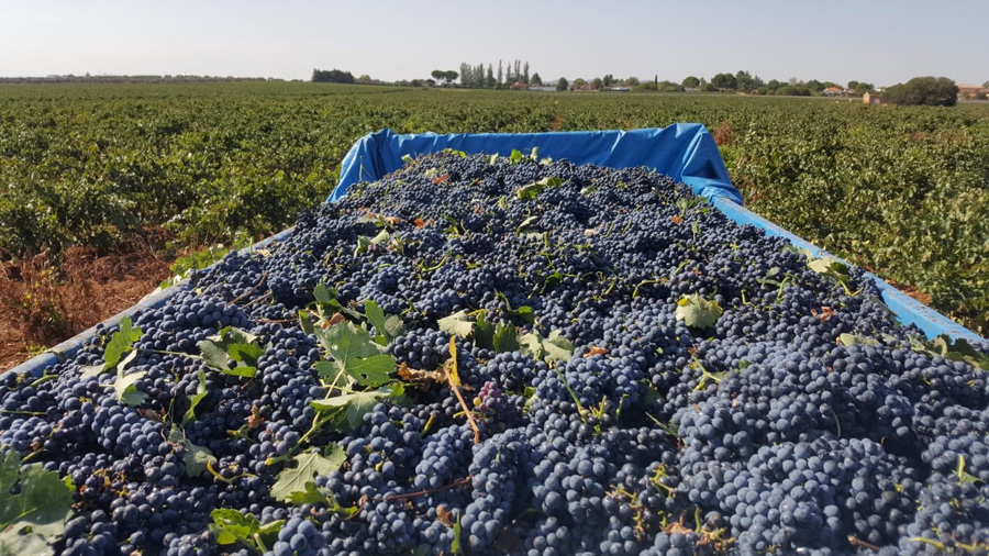 Vendimia en Bodegas Orán y Bodegas de Occidente.