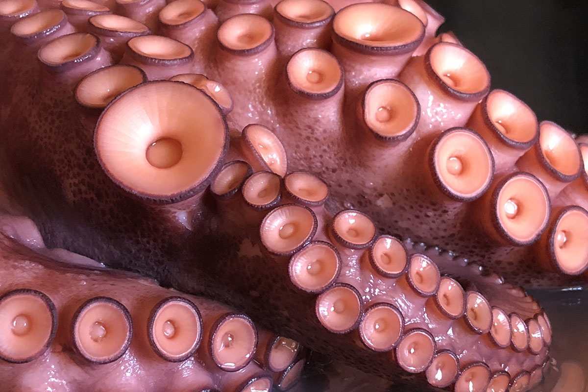 Pulpo Pasión VII