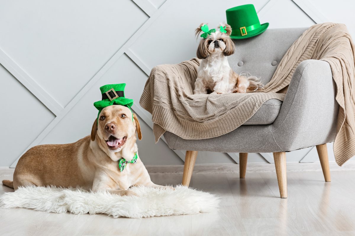 Perros en casa con accesorios para una celebración del Día de San Patricio.