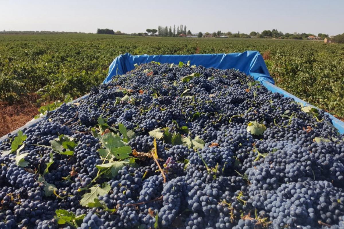 Harvesting grapes at Bodegas Orán and Bodegas de Occidente.